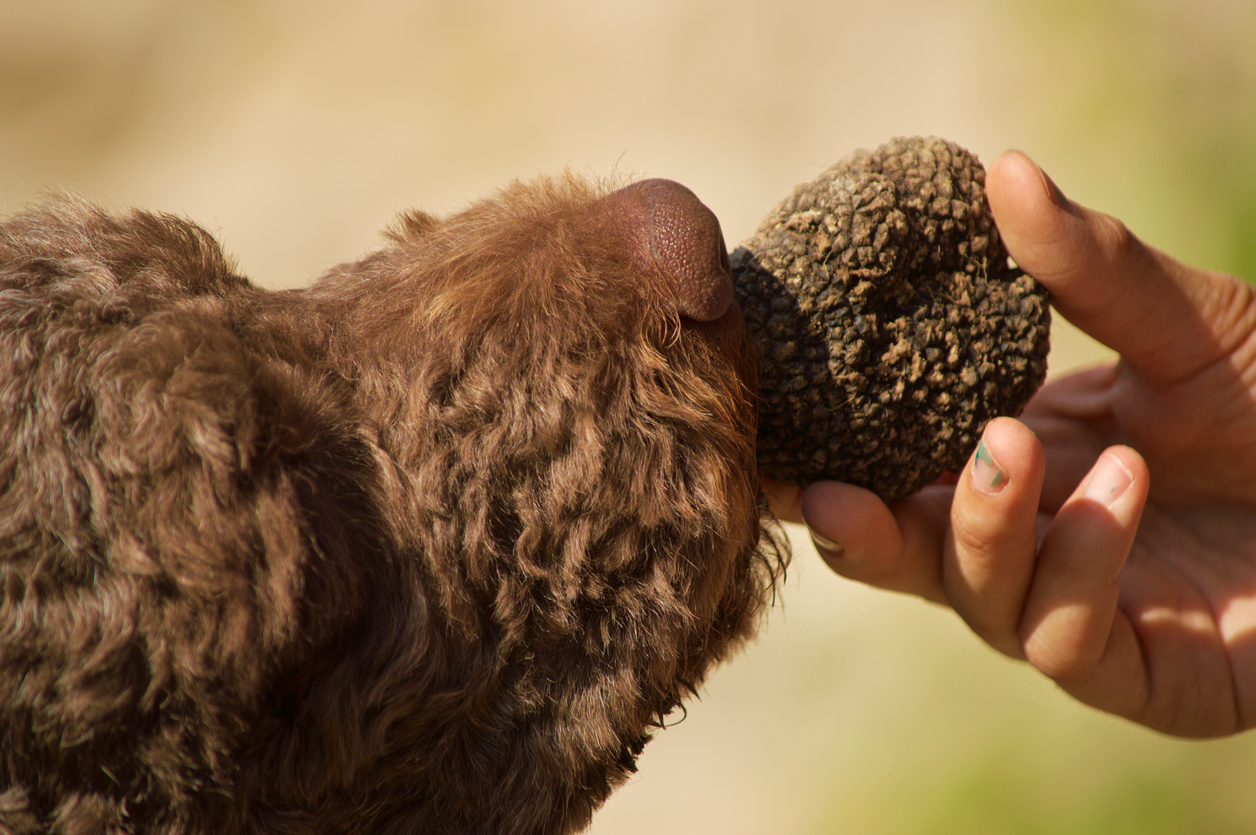 A purebred Lagotto Romagnolo dog nosing a truffle. In Croatia, many different types of dogs are used for truffle hunts. They need only have a good nose and a taste for the hunt. Credit: iStock/Filippo Arteconi