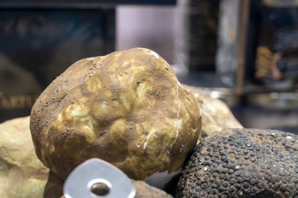 The white truffle may look like the common Idaho potato, but it is the creme de la creme of the truffle family.